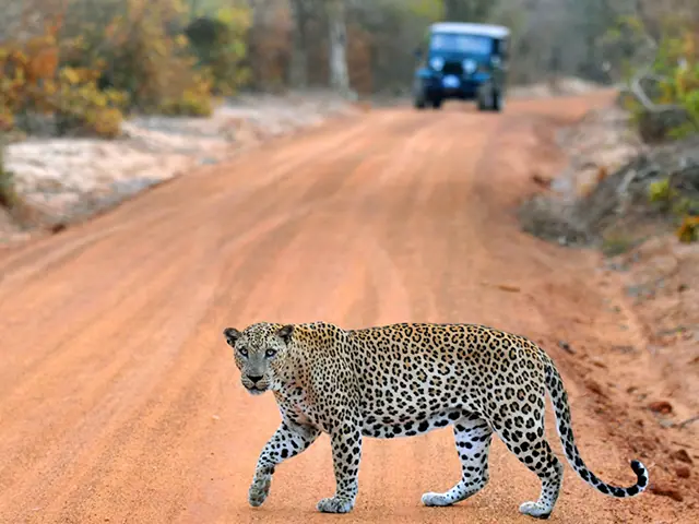 Yala National Park